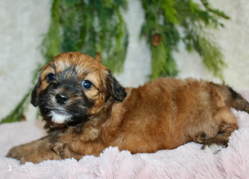 Shihpoo Female #2 – Shihpoo puppy for sale in Orlando, FL