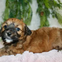 Shihpoo Female #2, a female Shihpoo for sale in Orlando, FL – Photo 3 of 6