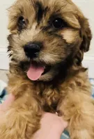 Shihpoo Female #2, a female Shihpoo for sale in Orlando, FL – Photo 2 of 6