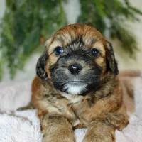 Shihpoo Female #2, a female Shihpoo for sale in Orlando, FL – Photo 4 of 6