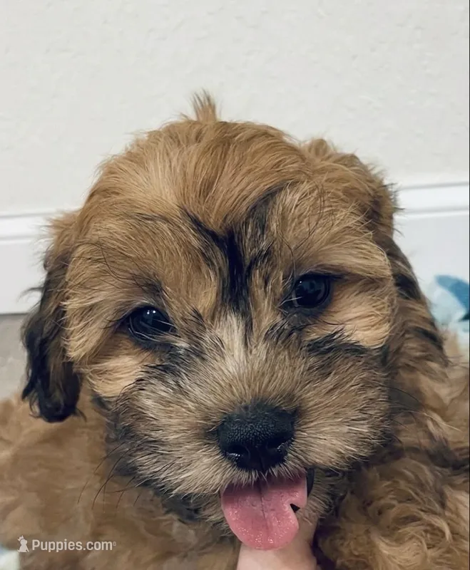 Shihpoo Female #2 – Shihpoo puppy for sale in Orlando, FL
