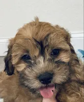 Shihpoo Female #2, a female Shihpoo for sale in Orlando, FL – Photo 1 of 6