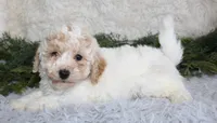Bichpoo Male #2, a male Poochon for sale in Orlando, FL – Photo 1 of 3
