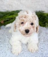 Bichpoo Male #2, a male Poochon for sale in Orlando, FL – Photo 2 of 3