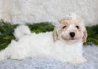 Bichpoo Male #2, a male Poochon for sale in Orlando, FL – Photo 3 of 3
