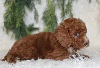 Mini Poodle Male #3, a male Poodle - Miniature  for sale in Orlando, FL – 4 of 4