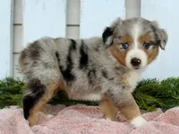 Female Mini Aussie #3, a female Miniature American Shepherd for sale in Orlando, FL – 2 of 5