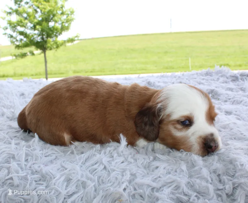 Mini Dachshund Male #3 – Miniature Dachshund puppy for sale in Orlando, FL
