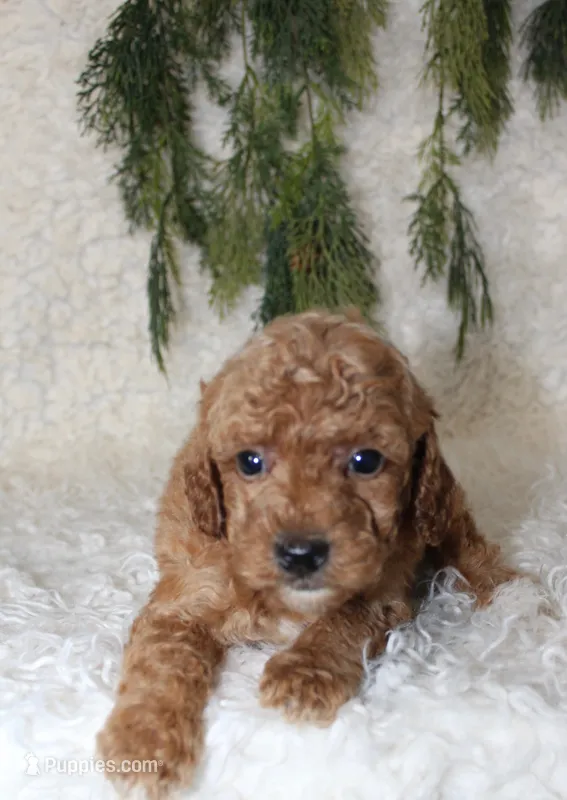 Mini Poodle Male #2 – Poodle - Miniature  puppy for sale in Orlando, FL