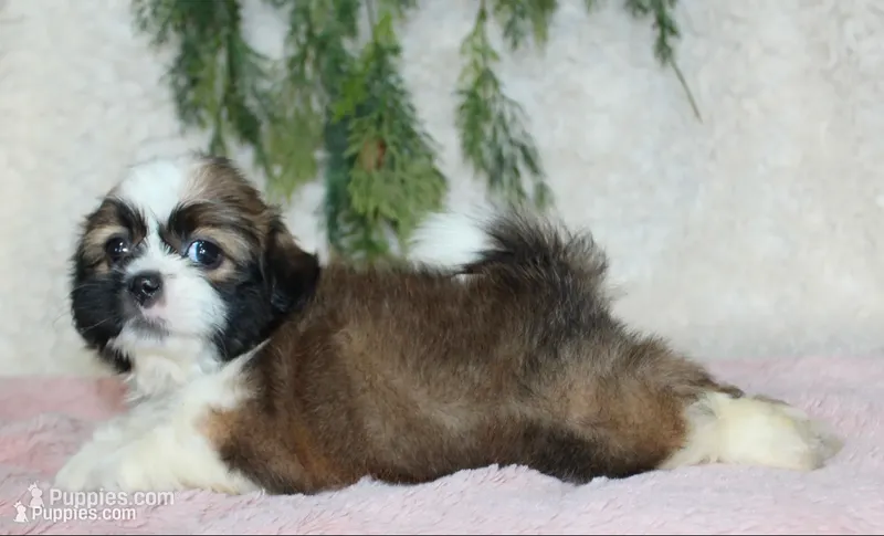 Shihtzu Female #1 – Shih Tzu puppy for sale in Orlando, FL
