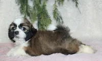 Shihtzu Female #1, a female Shih Tzu for sale in Orlando, FL – 4 of 4