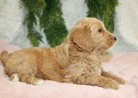 F1B Mini Female #2, a female Miniature Goldendoodle for sale in Orlando, FL – 1 of 5