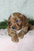 Cavapoo Female #2, a female Cavapoo for sale in Orlando, FL – 5 of 5