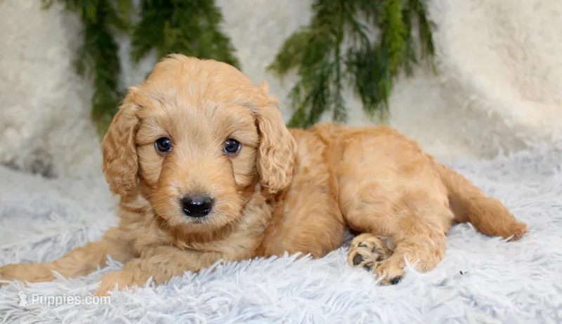 F1B Mini Male #1 – Miniature Goldendoodle puppy for sale in Orlando, FL