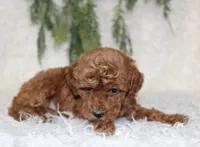 Mini Poodle Male #1, a male Poodle - Miniature  for sale in Orlando, FL – 3 of 3