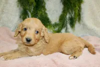 F1B Mini Female #1, a female Miniature Goldendoodle for sale in Orlando, FL – 2 of 5