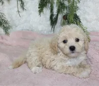 Bichpoo Female #1, a female Bichpoo for sale in Orlando, FL – 3 of 3