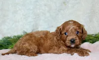 Cavapoo Female #1, a female Cavapoo for sale in Orlando, FL – 3 of 5