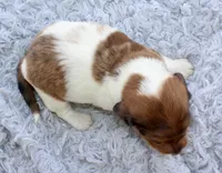Mini Dachshund Male #4, a male Miniature Dachshund for sale in Orlando, FL – 2 of 5