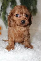 F1B Cavapoo Male #3, a male Cavapoo for sale in Orlando, FL – 3 of 4