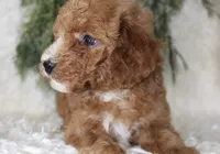 Mini Poodle Male #2, a male Poodle - Miniature  for sale in Orlando, FL – 4 of 5