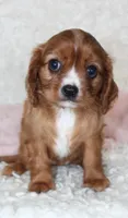 Cavalier Female #2, a female Cavalier King Charles Spaniel for sale in Orlando, FL – 2 of 4
