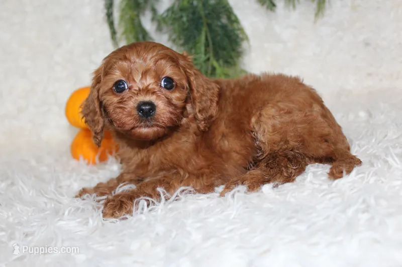 F1B Cavapoo Male #4 – Cavapoo puppy for sale in Orlando, FL