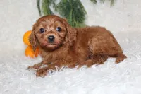 F1B Cavapoo Male #4, a male Cavapoo for sale in Orlando, FL – 1 of 4