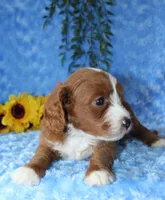 Cavapoo Male #1, a male Cavapoo for sale in Orlando, FL – 4 of 5