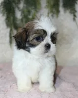 Shihtzu Female #2, a female Shih Tzu for sale in Orlando, FL – 2 of 4