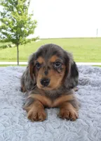 Mini Dachshund Male, a male Miniature Dachshund for sale in Orlando, FL – 1 of 4