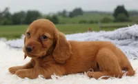 Mini Dachshund Male #1, a male Miniature Dachshund for sale in Orlando, FL – 4 of 4