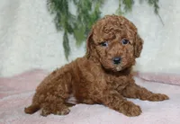 Mini Poodle Female #2, a female Poodle - Miniature  for sale in Orlando, FL – 3 of 3