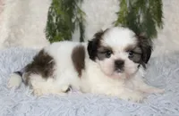 Shihtzu Male #5, a male Shih Tzu for sale in Orlando, FL – 2 of 7