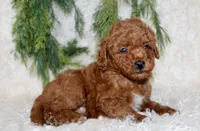 Mini Poodle Male #4, a male Poodle - Miniature  for sale in Orlando, FL – 2 of 4
