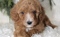Mini Poodle Male #2, a male Poodle - Miniature  for sale in Orlando, FL – 5 of 5