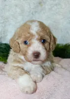 Bichpoo Female #1, a female Poochon for sale in Orlando, FL – 1 of 5