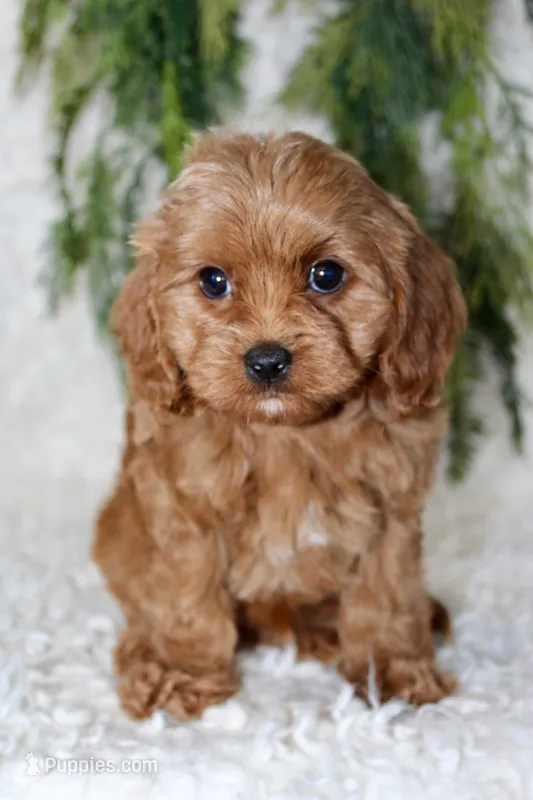 Cavapoo Male #2 – Cavapoo puppy for sale in Orlando, FL