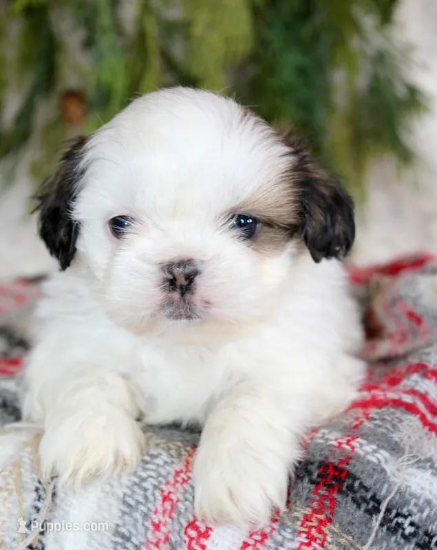 Shihtzu Male #3