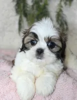 Shihtzu Female #2, a female Shih Tzu for sale in Orlando, FL – 3 of 4