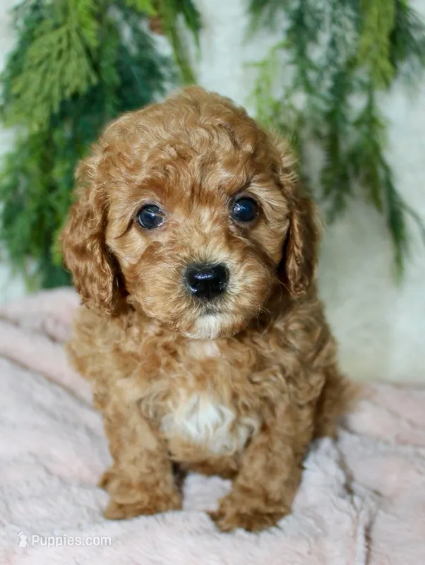 Cavapoo Female #1 – Cavapoo puppy for sale in Orlando, FL
