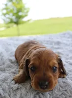 Mini Dachshund Male #1, a male Miniature Dachshund for sale in Orlando, FL – 4 of 7