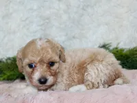 Bichpoo Female #2, a female Poochon for sale in Orlando, FL – 2 of 4