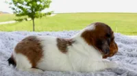 Mini Dachshund Male #4, a male Miniature Dachshund for sale in Orlando, FL – 3 of 5