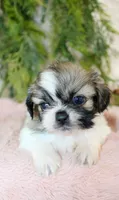 Shihtzu female #3, a female Shih Tzu for sale in Orlando, FL – Photo 3 of 3