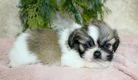 Shihtzu female #3, a female Shih Tzu for sale in Orlando, FL – Photo 1 of 3
