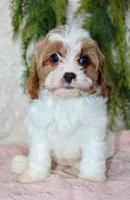 Cavapoo Female #1, a female Cavapoo for sale in Orlando, FL – 4 of 4