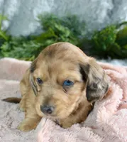 Long Hair Mini Female #2, a female Miniature Dachshund for sale in Orlando, FL – Photo 2 of 5