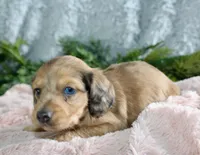 Long Hair Mini Female #2, a female Miniature Dachshund for sale in Orlando, FL – Photo 3 of 5