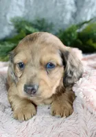 Long Hair Mini Female #2, a female Miniature Dachshund for sale in Orlando, FL – Photo 1 of 5